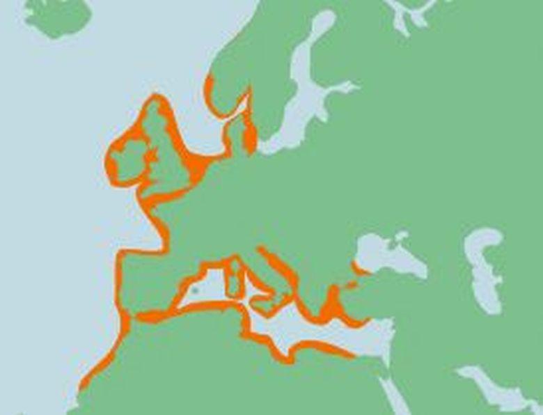 Verspreiding tong Verspreiding tong | © Ecomare, Sherri Huwer