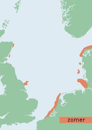 Verspreiding visdief (Noordzee-gebied)  Verspreiding visdief (Noordzee-gebied) | © Ecomare, naar: Important bird areas for Seabirds in the North Sea