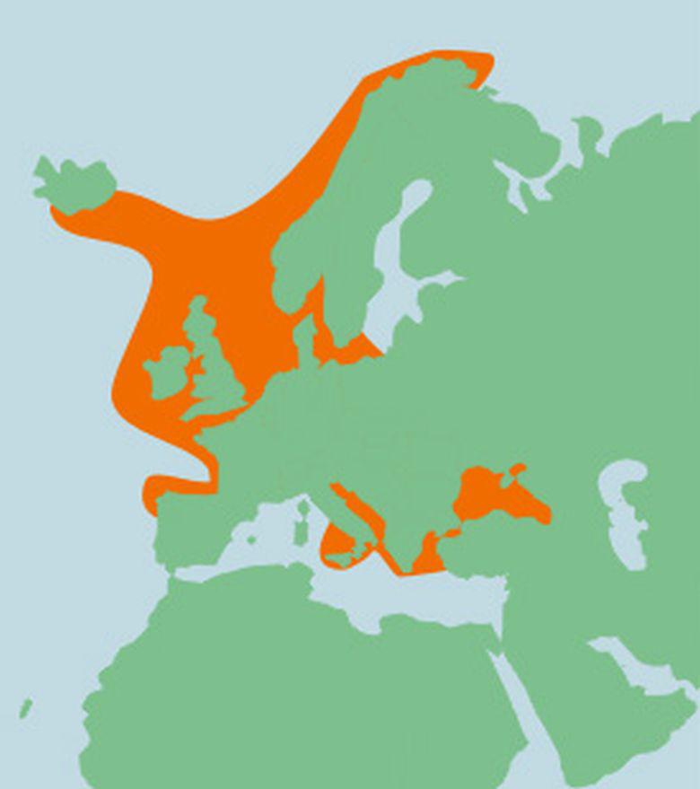 Verspreiding wijting | © Ecomare, Sherri Huwer