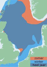 Verspreiding zeekoet (Noordzee-gebied) | © Ecomare, naar: Important bird areas for seabirds in the North Sea