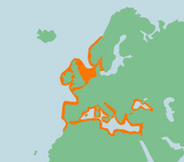 Verspreiding griet Verspreiding griet | © Ecomare, Sherri Huwer