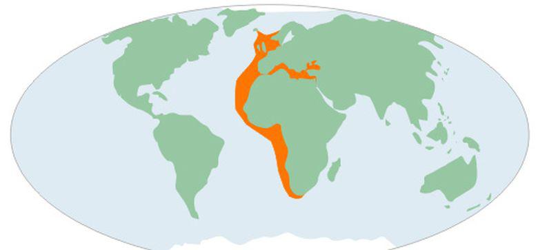 Verspreiding horsmakreel  Verspreiding horsmakreel | © Ecomare, Sherri Huwer