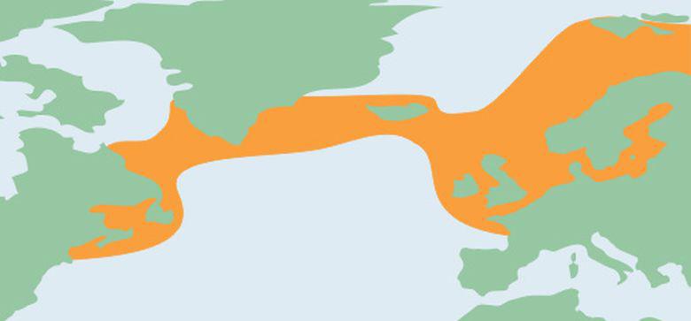 Verspreiding kabeljauw | © Ecomare, Sherri Huwer