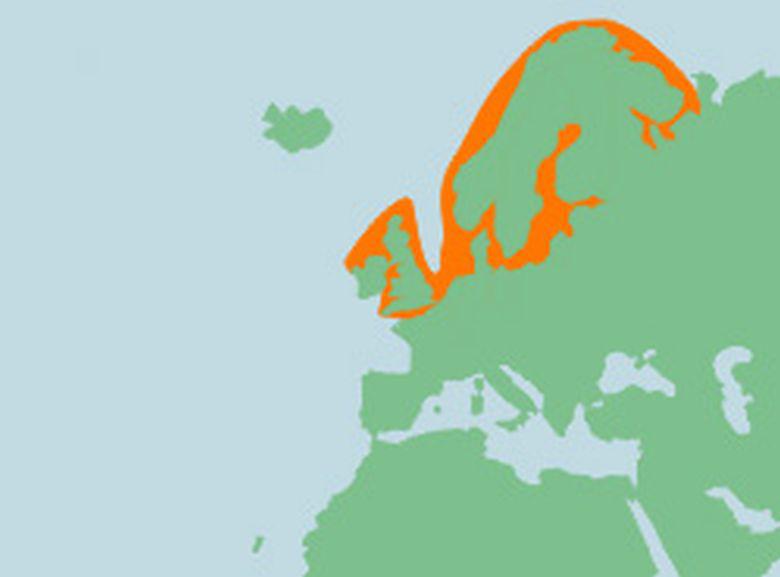 Verspreiding puitaal | © Ecomare, Sherri Huwer