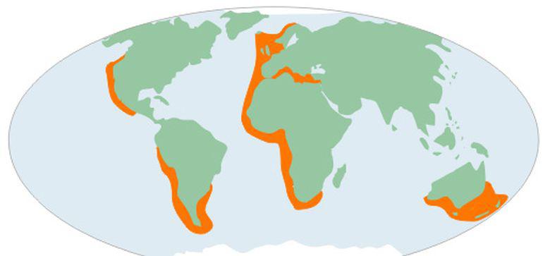 Verspreiding van ruwe haaien op wereldschaal Verspreiding van ruwe haaien op wereldschaal | © Ecomare, Gijs van der Paauw
