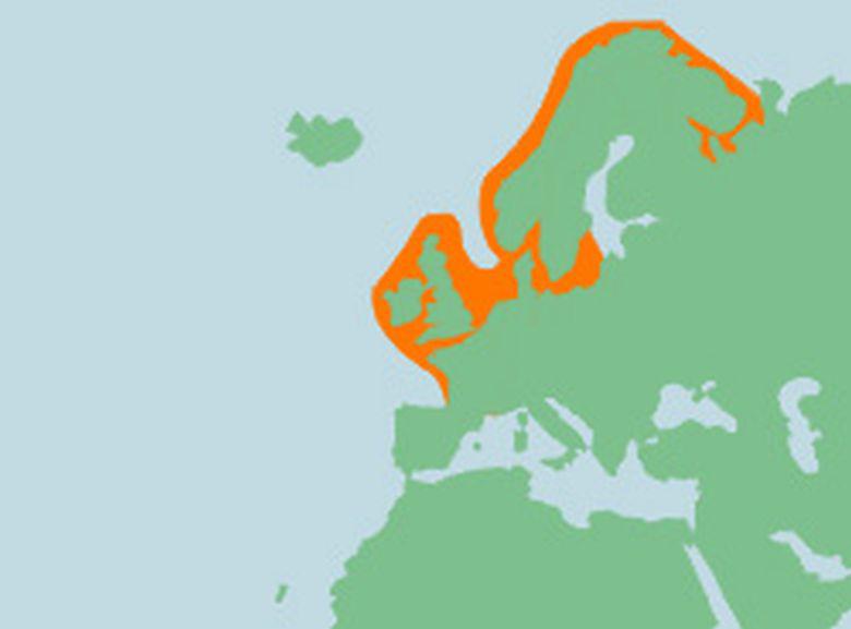 Verspreiding schar | © Ecomare, Sherri Huwer