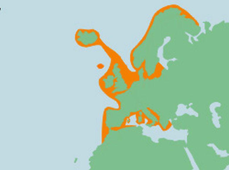 Verspreiding van de vleet Verspreiding van de vleet | © Ecomare, Sherri Huwer