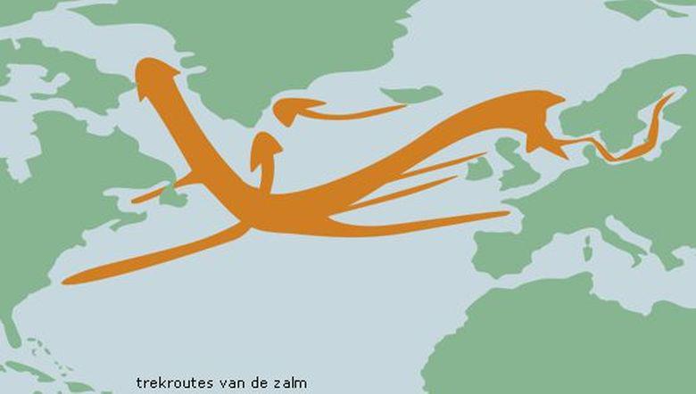 Trekroutes van de zalm | © Ecomare, Edwin Aldershof