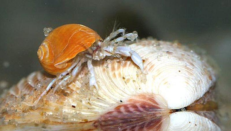 Kleine heremietkreeft | © Ecomare, Foto Fitis, Sytske Dijksen