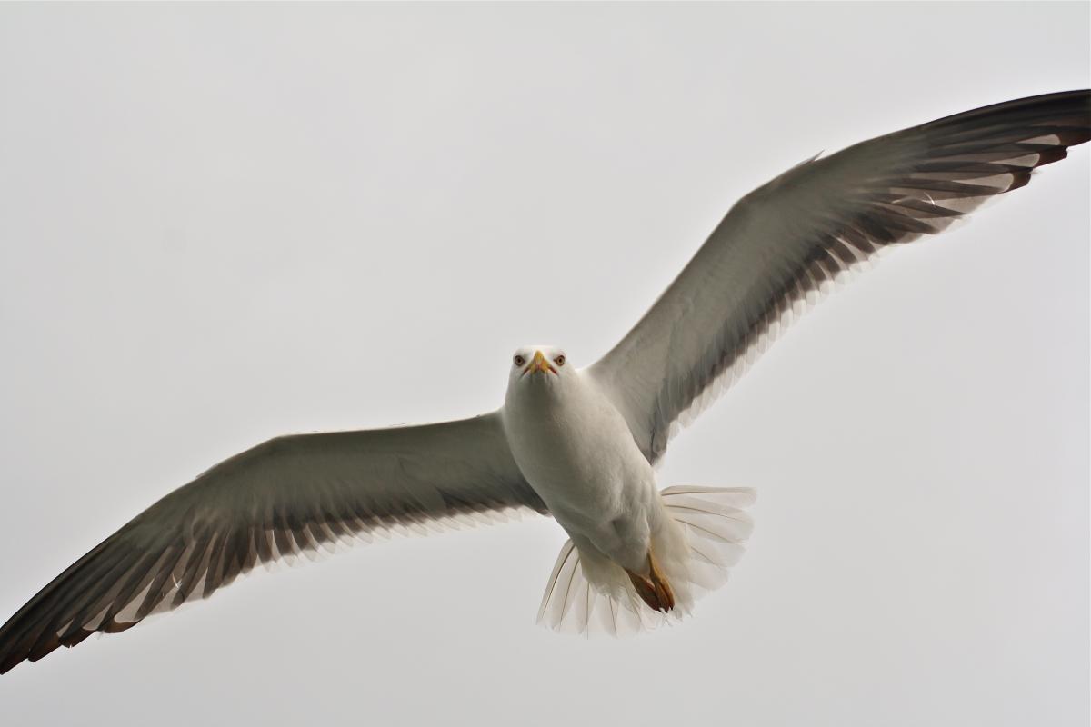 Kleine mantelmeeuw vliegend | © Ecomare
