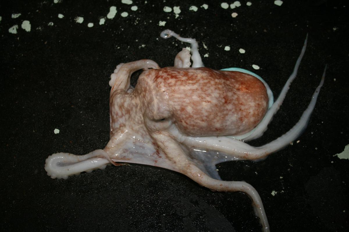 Kleine achtarm Kleine achtarm | © Ecomare