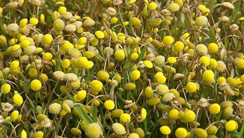 Goudknopje Goudknopje | © Foto Fitis, Sytske Dijksen