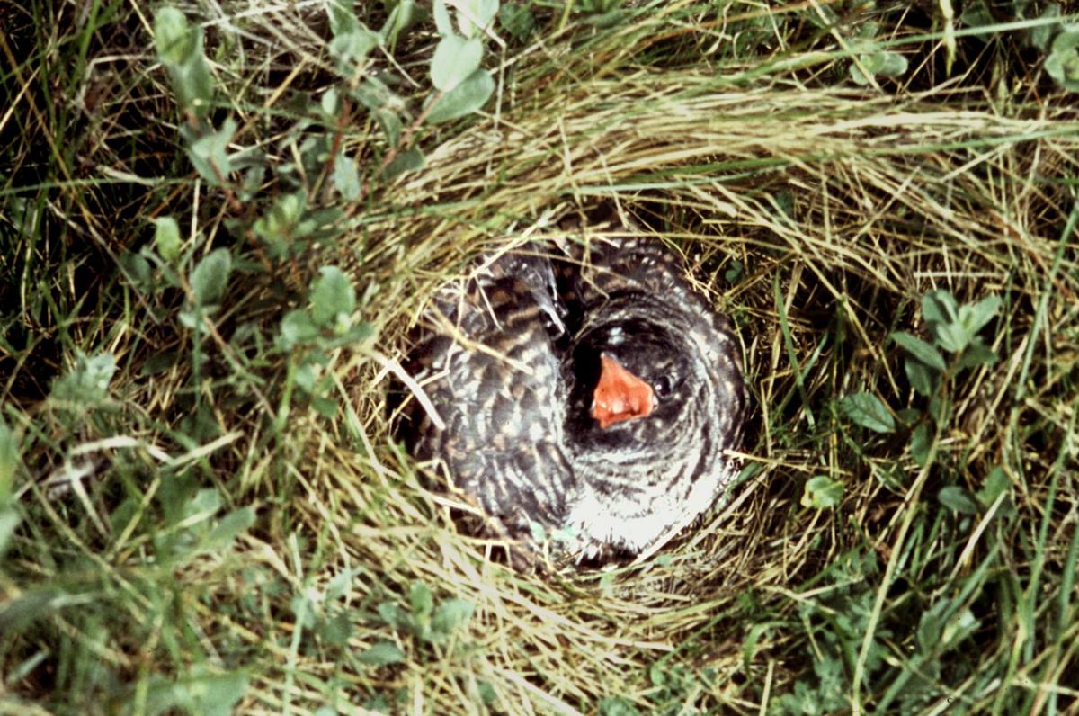 Koekoek | © Ecomare