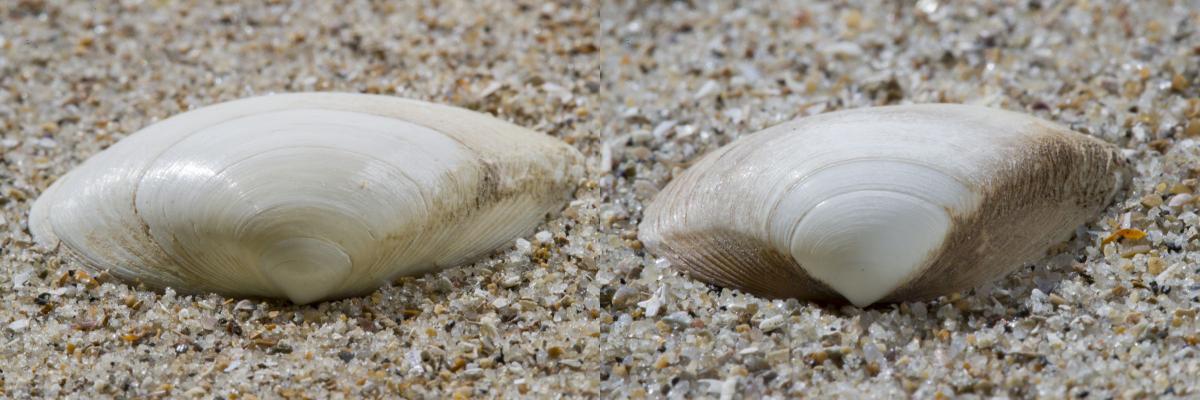 Op de afgeplatte delen links en rechts van de top zit bij de stevige strandschelp (links) en halfgeknotte strandschelp (rechts) een waaiervormig groevenpatroon Stevige (links) en halfgeknotte strandschelp (rechts) | © Misjel Decleer