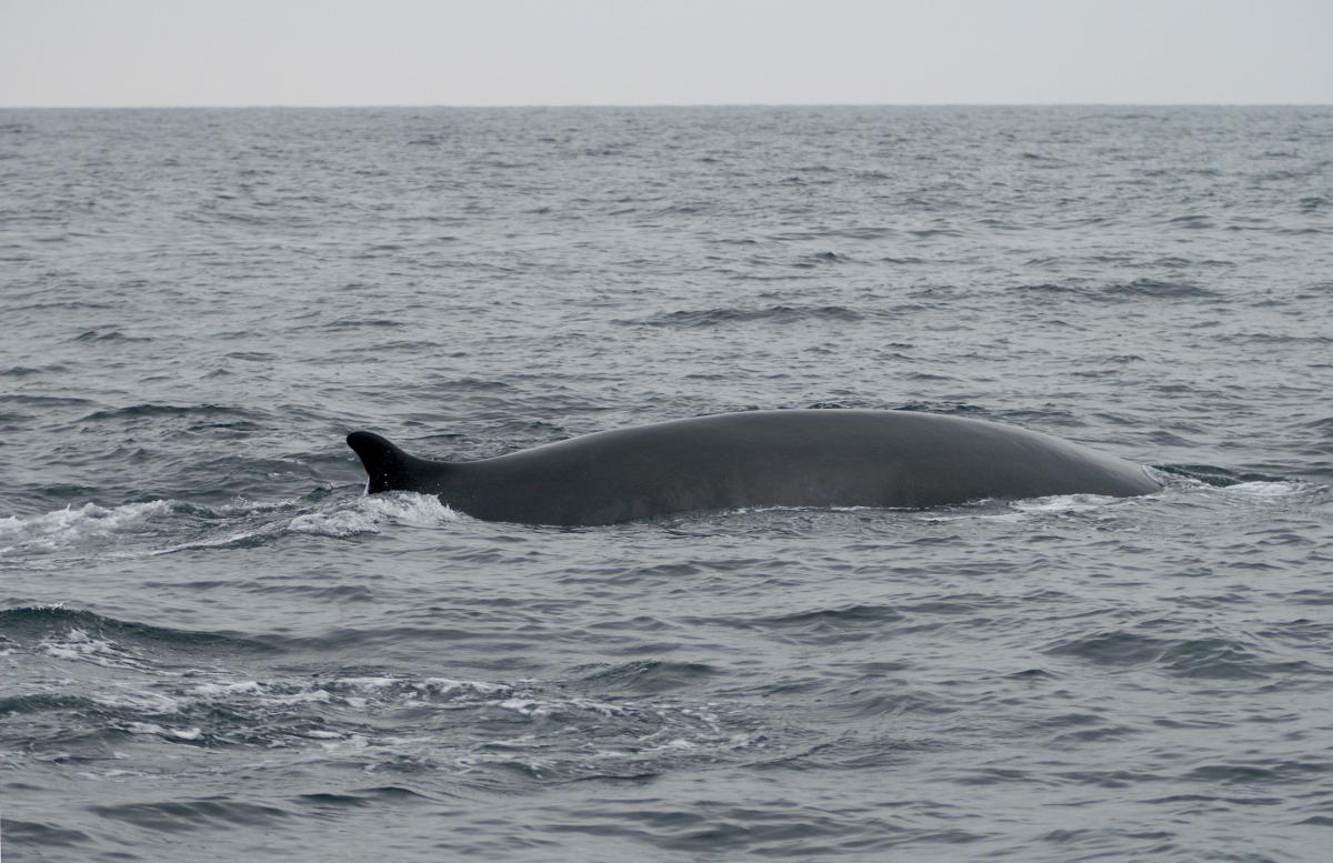 Gewone vinvis in de Noordzee Gewone vinvis | © Marijke de Boer