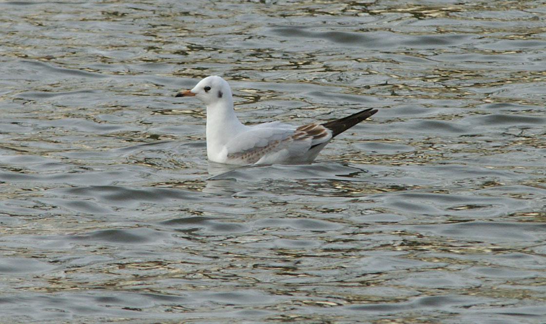 Kokmeeuw in winterkleed Kokmeeuw (winterkleed) | © Marijke de Boer
