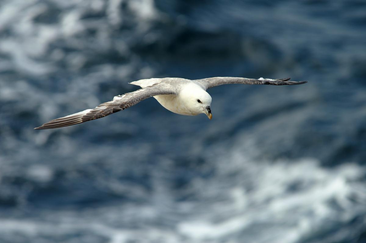Noordse stormvogel | © Ecomare, Marijke de Boer