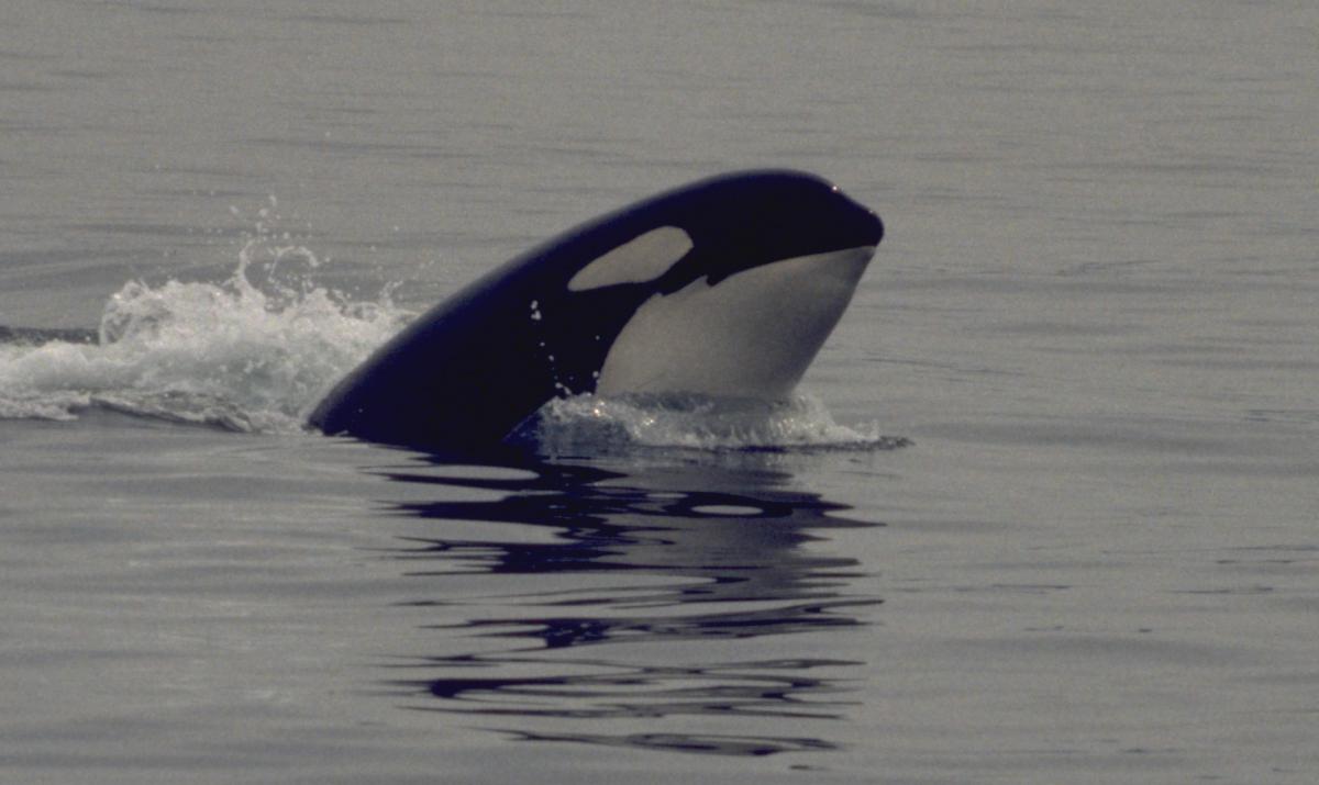 Orka Orka | © Marijke de Boer