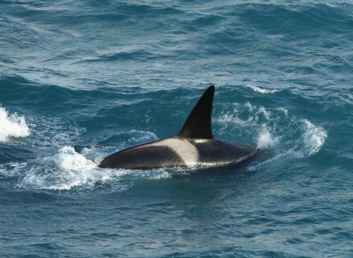 Orka | © Marijke de Boer