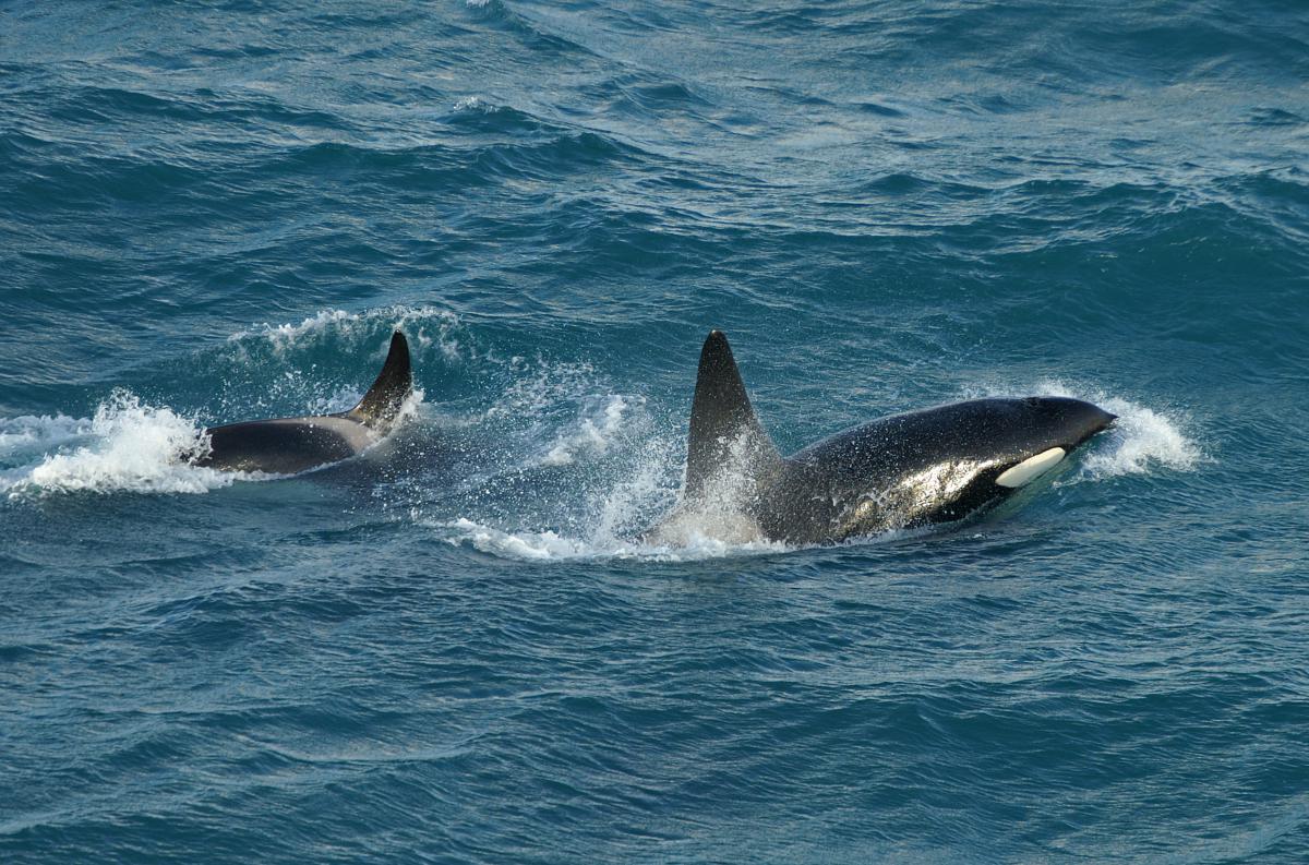 Orka's | © Marijke de Boer
