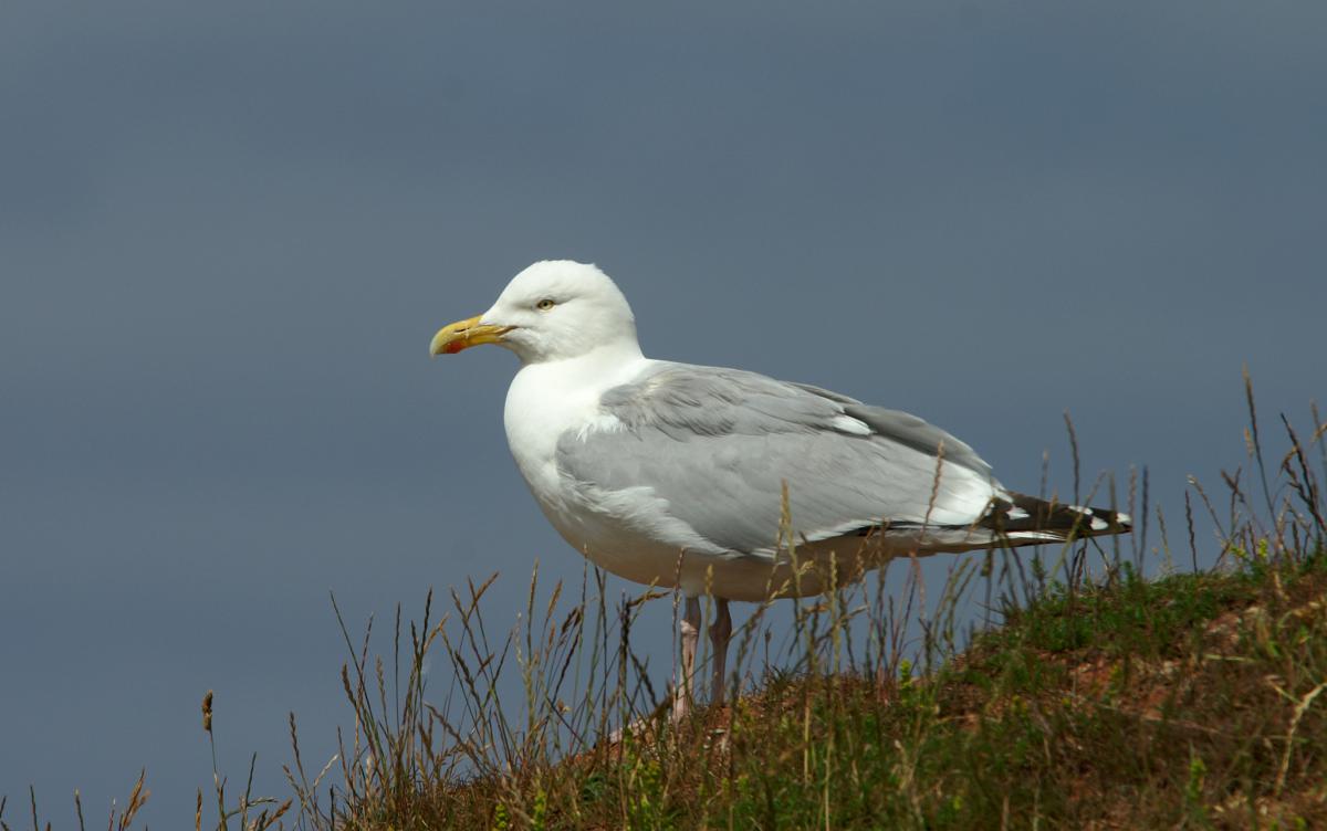 Zilvermeeuw Zilvermeeuw | © Ecomare, Marijke de Boer