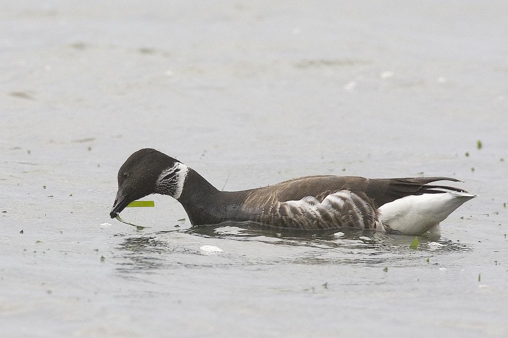Rotgans graast op zeegras Rotgans graast op zeegras | © Mike Baird, via www.flickr.com