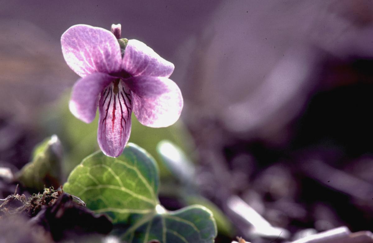 Moerasviooltje Moerasviooltje | © Foto Fitis, Sytske Dijksen