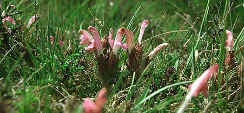 Heidekartelblad Heidekartelblad | © Foto Fitis, Sytske Dijksen