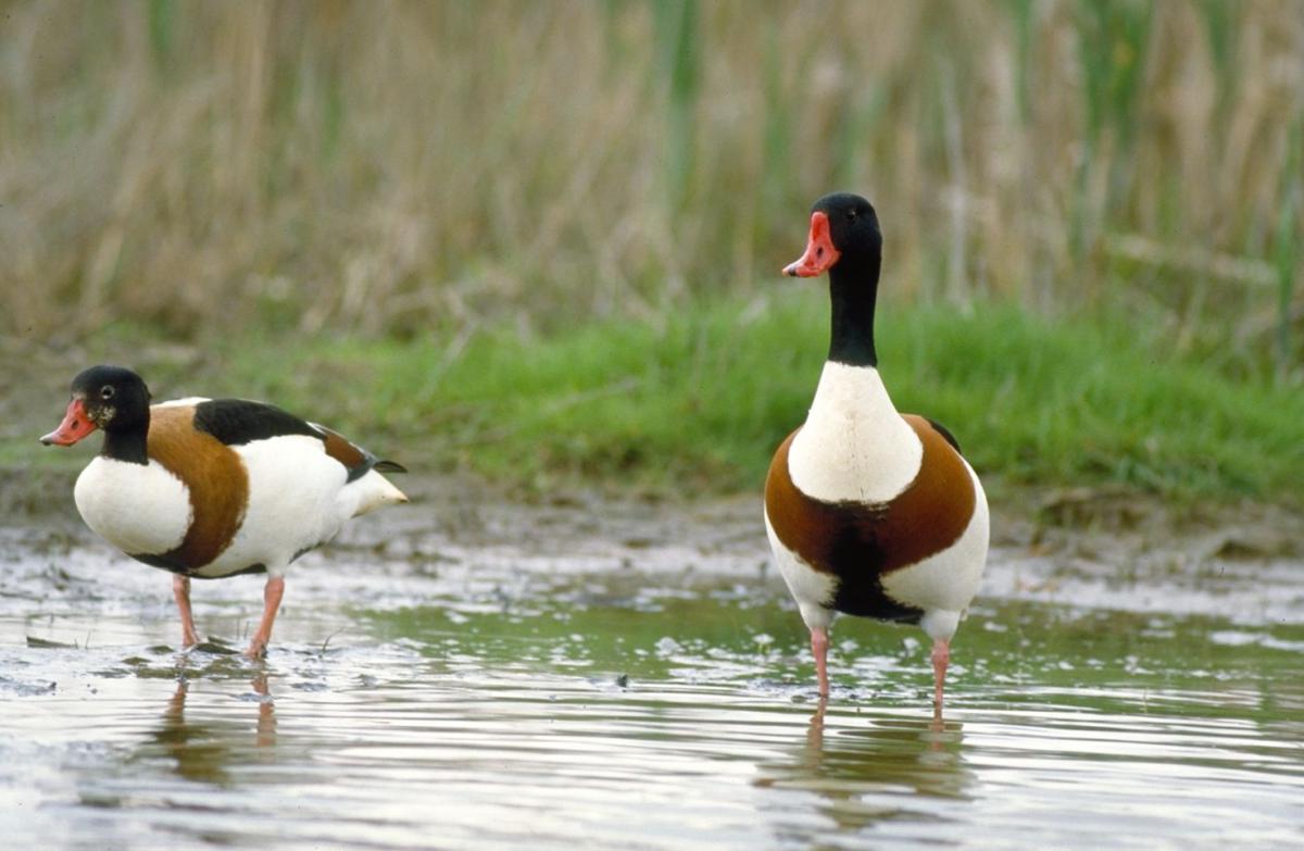 Bergeenden | © Ecomare