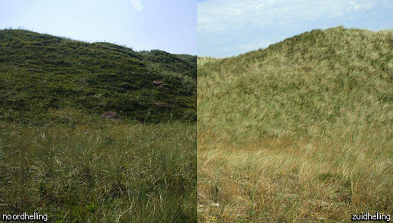 Zuid-en noordhelling in de duinen | © Ecomare