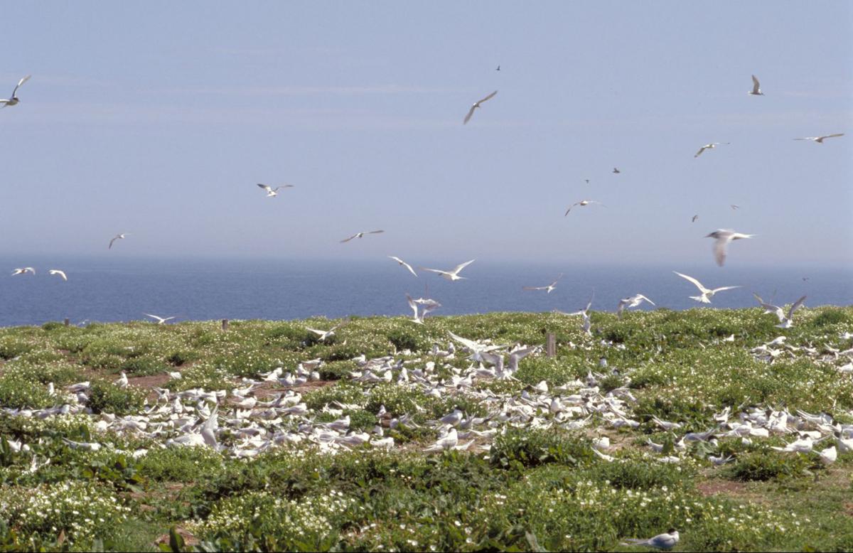 Noordse sterns Noordse sterns | © Ecomare, Jeroen Reneerkens