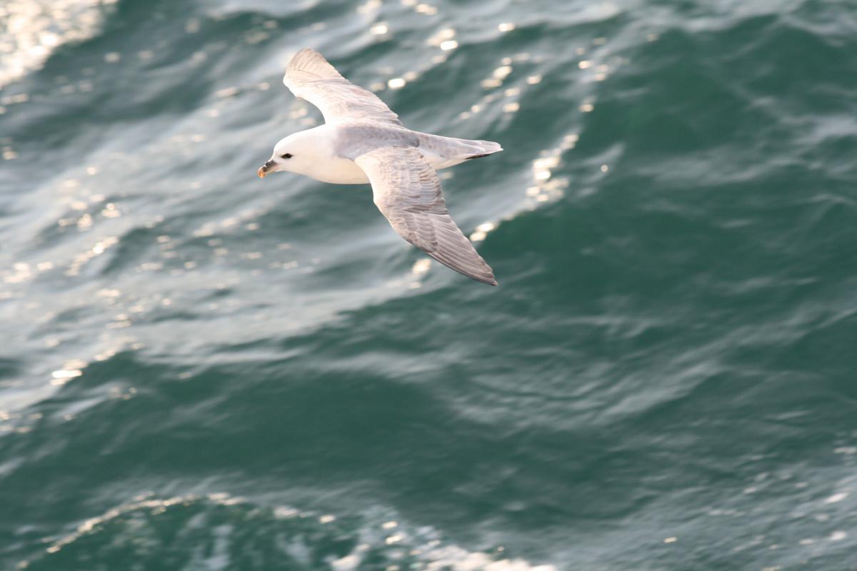 Noordse stormvogel | © Ecomare, Oscar Bos