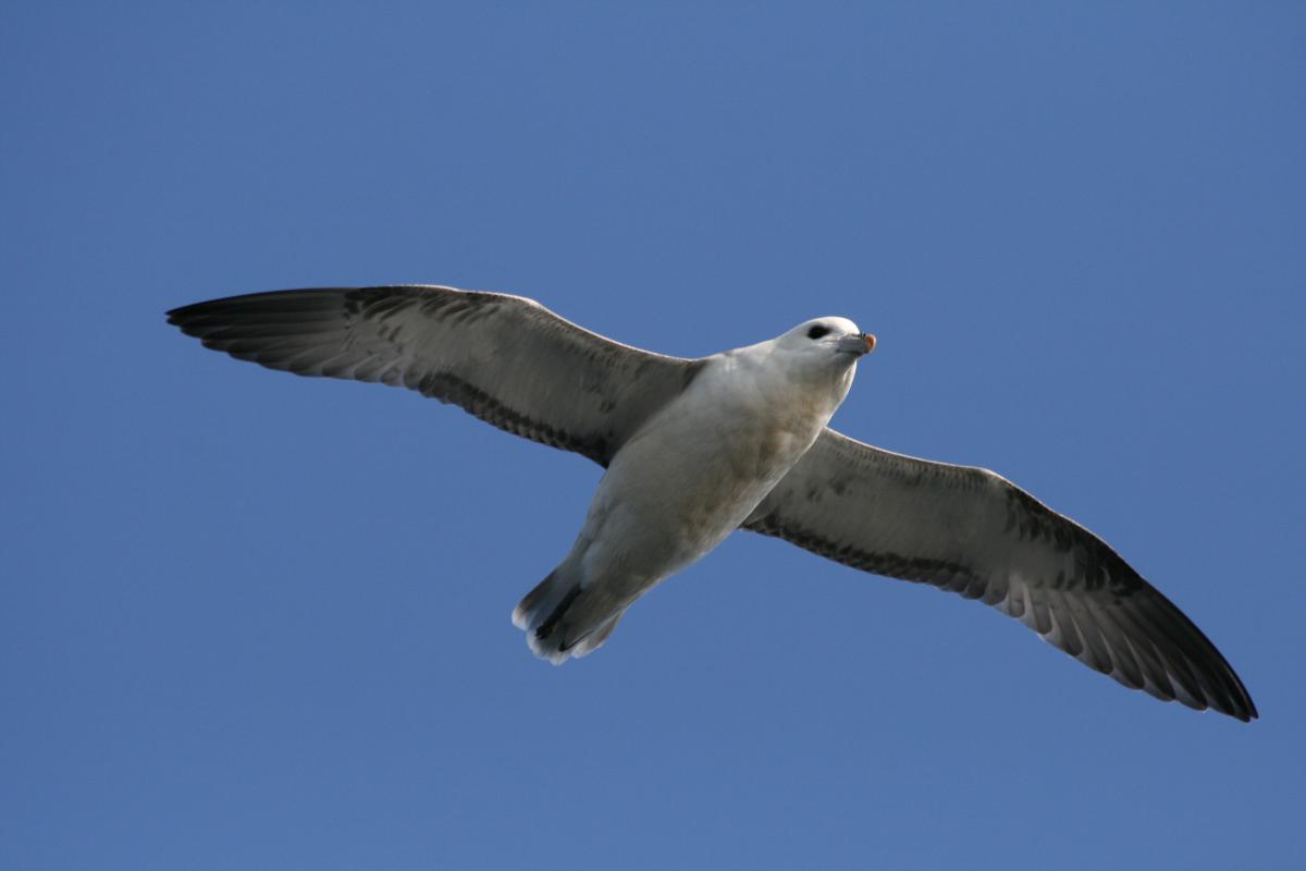 Noordse stormvogel | © Ecomare