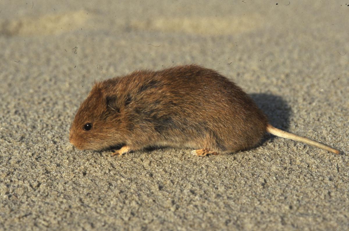 Noordse woelmuis | © Ecomare, Sytske Dijksen