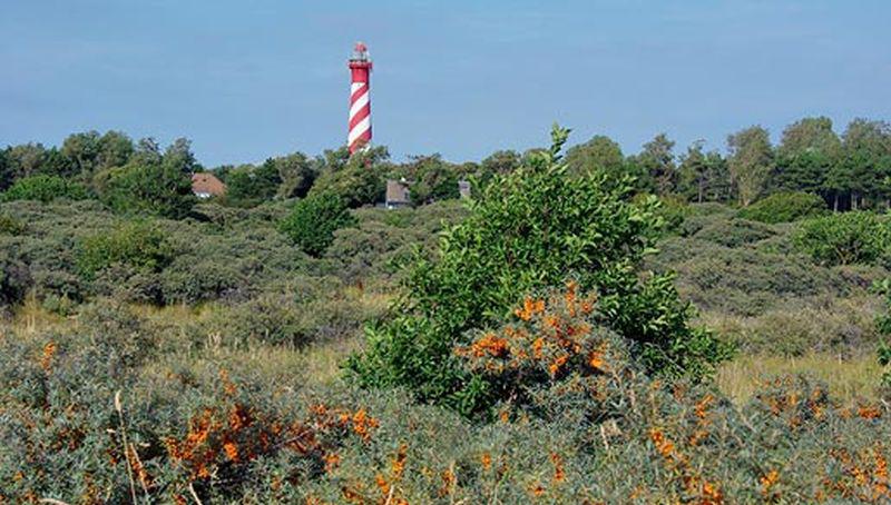 Duindoorn bij de vuurtoren | © Foto Fitis, Sytske Dijksen