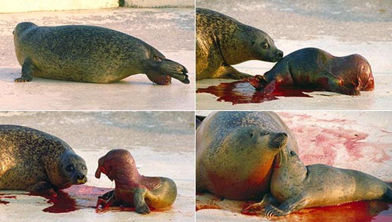 Geboorte van een gewone zeehond (1994) Geboorte van een gewone zeehond (1994) | © Ecomare