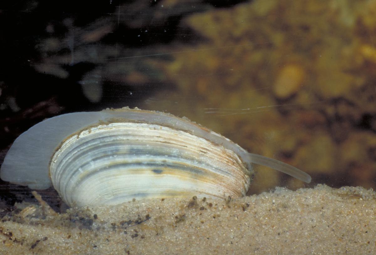 Nonnetje heeft een stevige graafvoet Nonnetje | © Ecomare