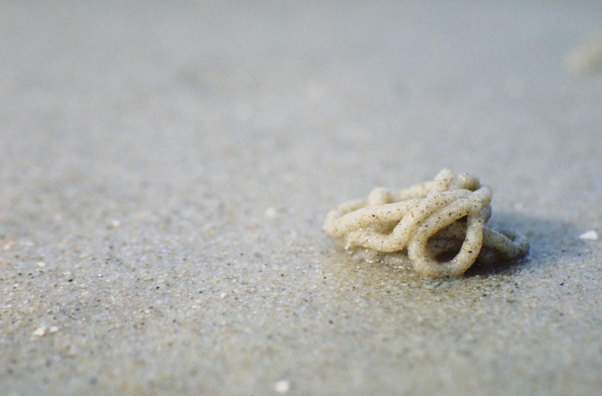 Wadpier poep | © Ecomare