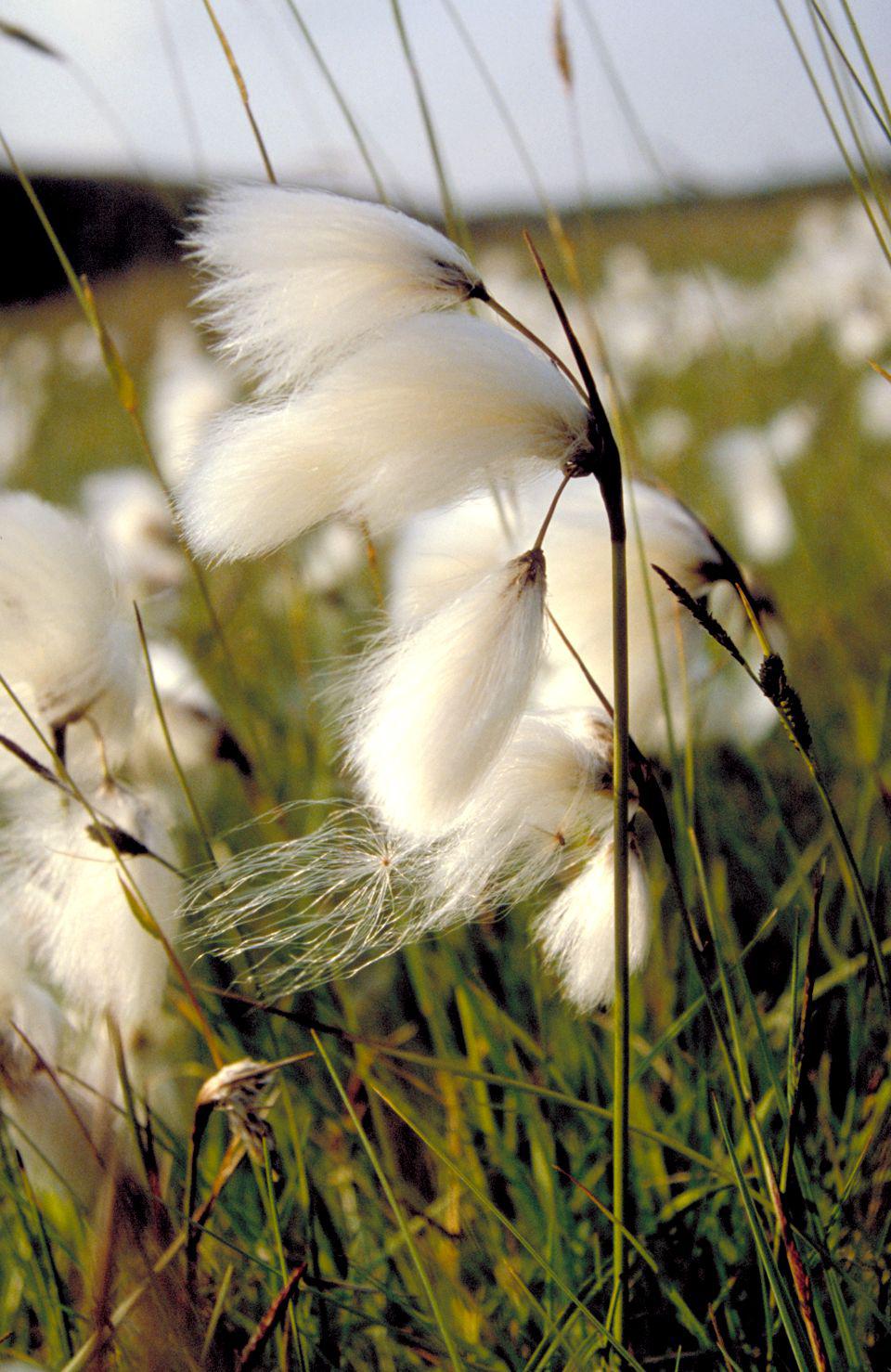 Veenpluis Veenpluis | © Ecomare, Sytske Dijksen