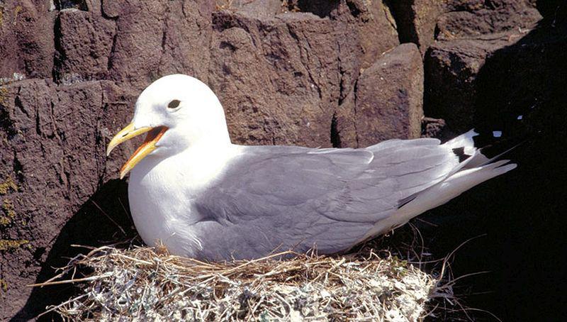 Broedende drieteenmeeuw (Farne Islands) | © Ecomare, Foto Fitis