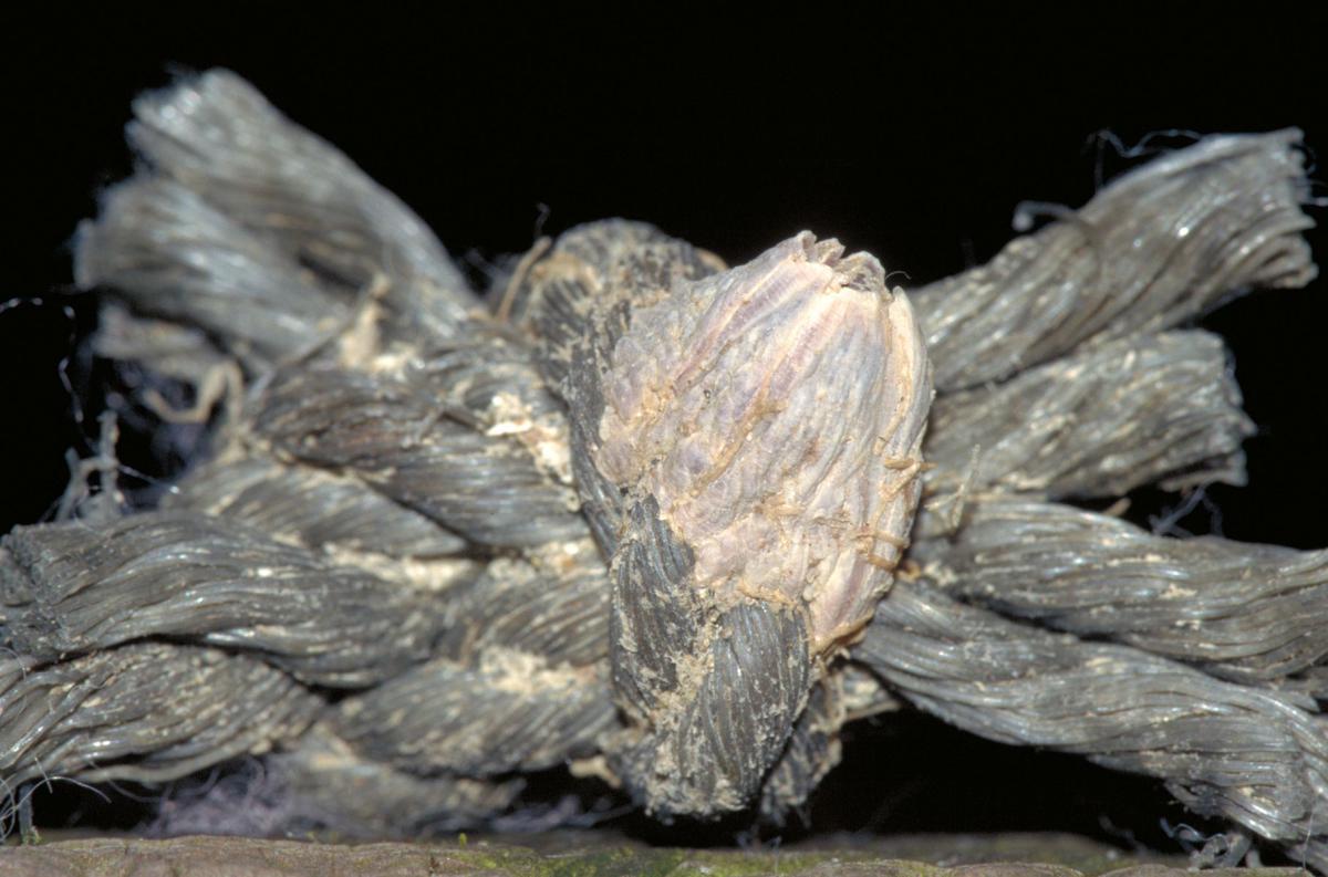 Vulkaantje Vulkaantje | © Ecomare, Sytske Dijksen