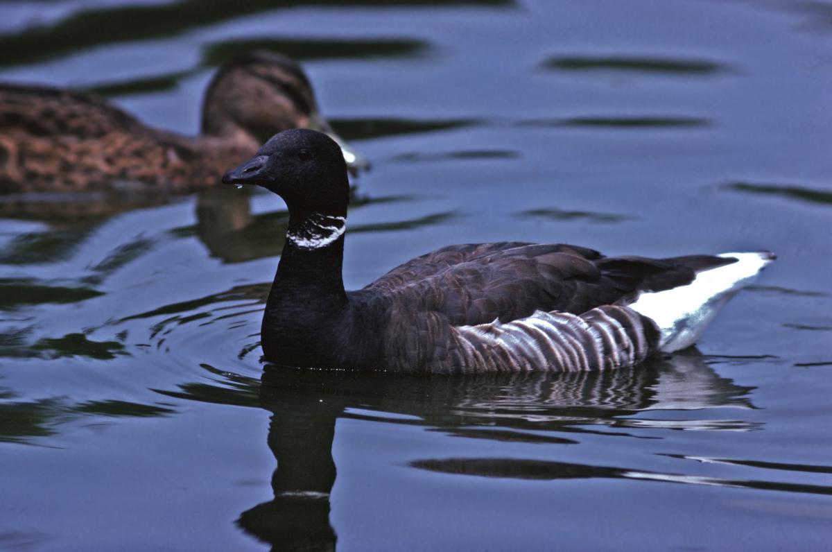 Rotgans Rotgans | © Ecomare