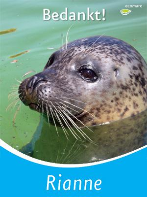 Zeehond Zeehond | © Ecomare