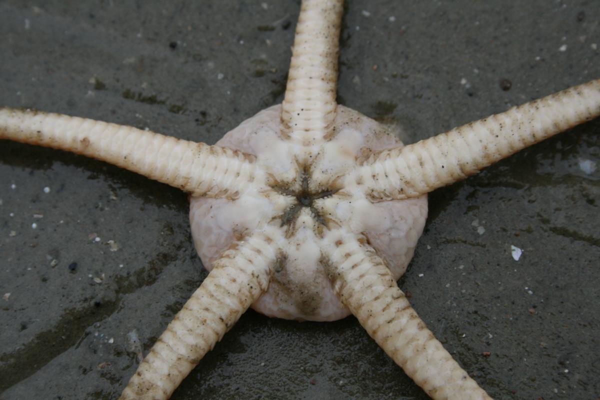 Gewone slangster | © Ecomare