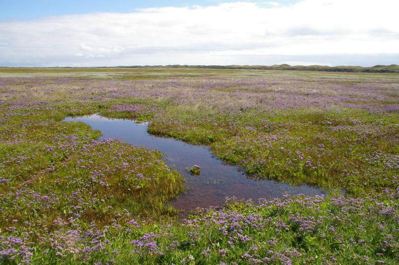 Veld met lamsoor Veld met lamsoor | © Foto Fitis, Sytske Dijksen