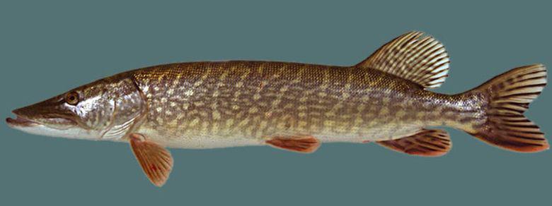 Snoek | © Sportviszone.nl