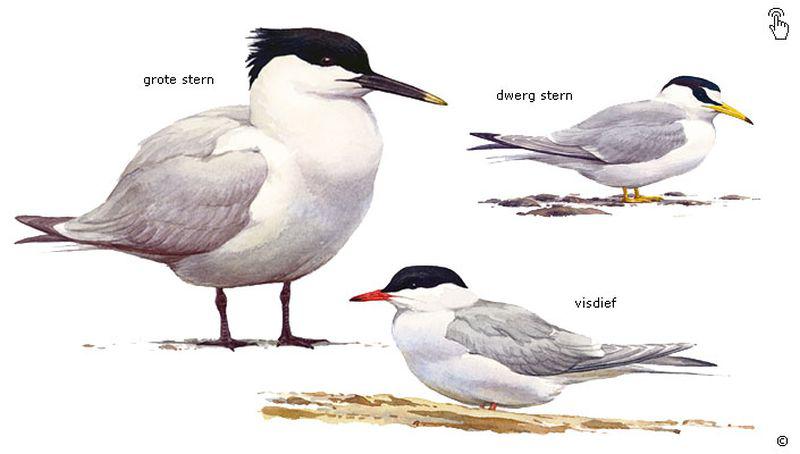 Sternen | © Ecomare, Erik van Ommen
