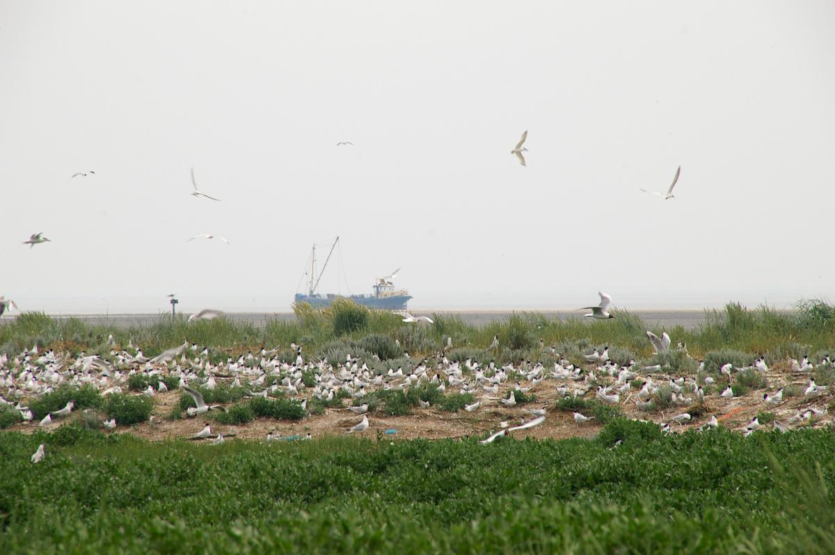 Grote sternen en kokmeeuwen | © Ecomare