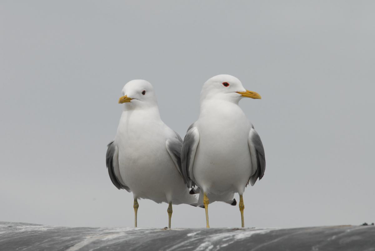 Stormmeeuwen | © Ecomare