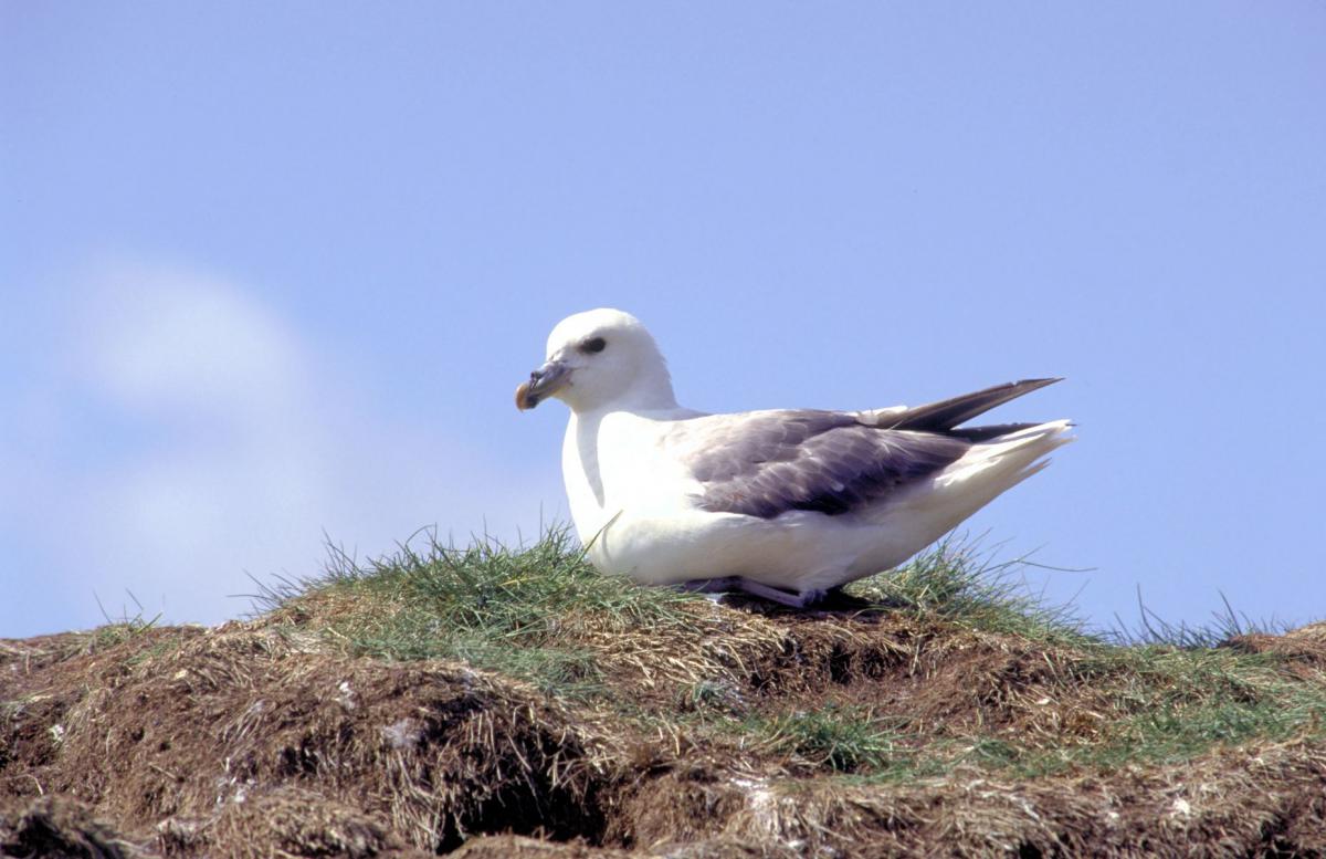 Noordse stormvogel | © Ecomare, Foto Fitis